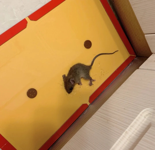 房间里面进老鼠了,怎么办?(图1)